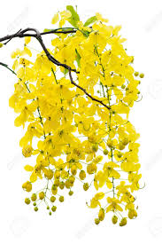 cassia fistula ou cannelier de Chine